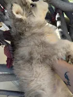 Boy 2, a male Alaskan Malamute and Alaskan Husky for sale in Aguanga, CA – 3 of 3