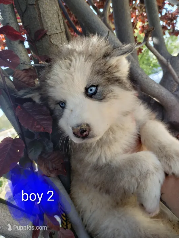Boy 2 – Alaskan Malamute, Alaskan Husky puppy for sale in Aguanga, CA