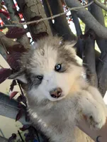 Boy 2, a male Alaskan Malamute and Alaskan Husky for sale in Aguanga, CA – 2 of 3
