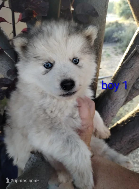 Woolly boy 1  – Alaskan Malamute, Siberian Husky puppy for sale in Aguanga, CA