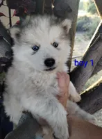 Woolly boy 1 , a male Alaskan Malamute and Siberian Husky for sale in Aguanga, CA – 1 of 6