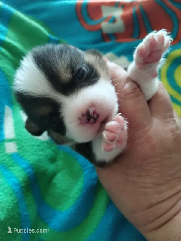 Boy 1  – Pembroke Welsh Corgi puppy on hold in Aguanga, CA