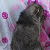 Girl 2, a female Alaskan Malamute and Siberian Husky for sale in Aguanga, CA – Photo 2 of 2