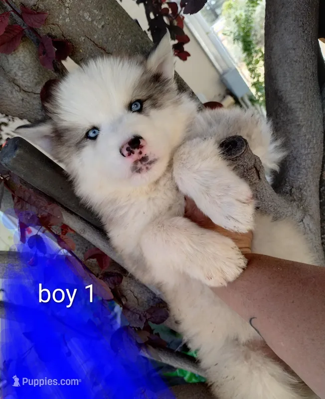 Woolly boy 1  – Alaskan Malamute, Alaskan Husky puppy for sale in Aguanga, CA