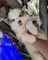Woolly boy 1 , a male Alaskan Malamute and Alaskan Husky for sale in Aguanga, CA – Photo 1 of 4