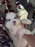 Woolly boy 1 , a male Alaskan Malamute and Alaskan Husky for sale in Aguanga, CA – Photo 2 of 4