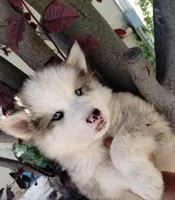 Woolly boy 1 , a male Alaskan Malamute and Alaskan Husky for sale in Aguanga, CA – Photo 4 of 4