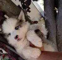 Woolly boy 1 , a male Alaskan Malamute and Alaskan Husky for sale in Aguanga, CA – Photo 3 of 4
