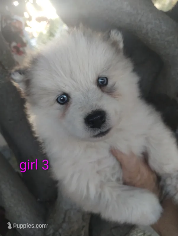 Woolly girl 3 – Alaskan Malamute, Siberian Husky puppy for sale in Aguanga, CA
