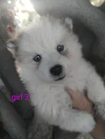 Woolly girl 3, a female Alaskan Malamute and Siberian Husky for sale in Aguanga, CA – 1 of 4