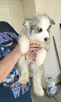 Woolly Boy 3, a male Alaskan Malamute and Alaskan Husky for sale in Aguanga, CA – 5 of 6