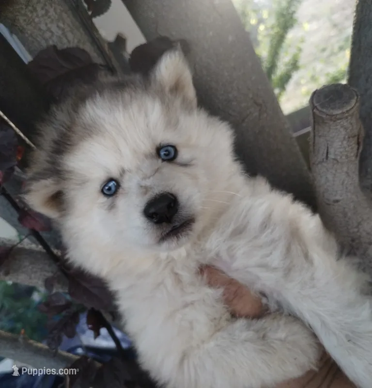 Woolly girl 2  – Alaskan Malamute, Siberian Husky puppy for sale in Aguanga, CA