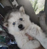 Woolly girl 2 , a female Alaskan Malamute and Siberian Husky for sale in Aguanga, CA – 1 of 5