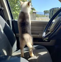 Girl 5, a female Alaskan Malamute and Alaskan Husky for sale in Aguanga, CA – 3 of 6