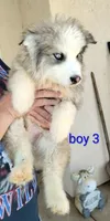Woolly Boy 3, a female Alaskan Malamute and Alaskan Husky for sale in Aguanga, CA – 2 of 5