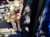 Girl 3, a female Alaskan Malamute and Alaskan Husky for sale in Aguanga, CA – 3 of 3