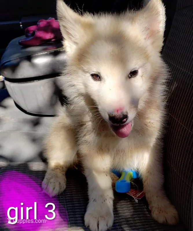 Girl 3 – Alaskan Malamute, Alaskan Husky puppy on hold in Aguanga, CA