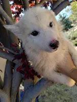 Girl 3, a female Alaskan Malamute and Alaskan Husky for sale in Aguanga, CA – 2 of 3
