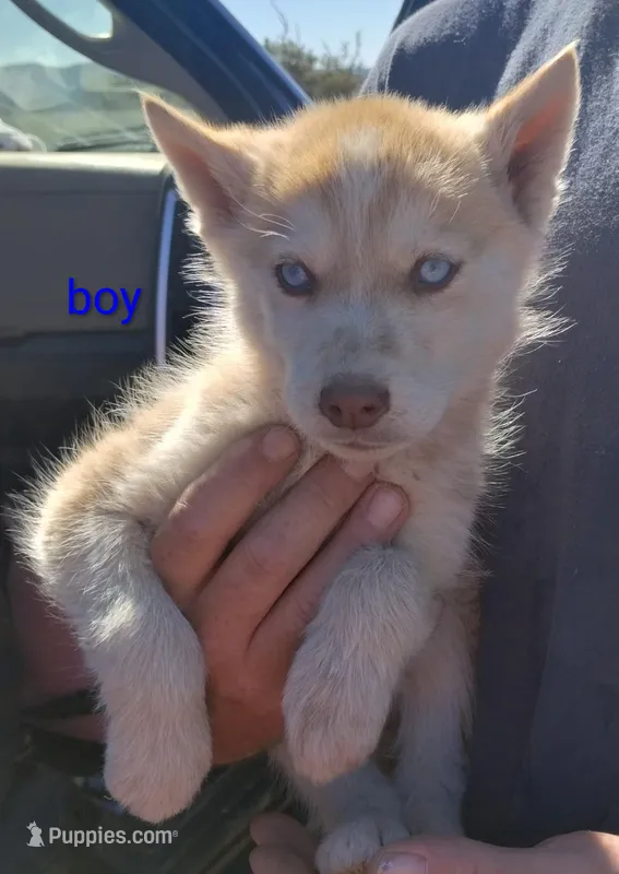 L. Red boy – Alaskan Malamute, Siberian Husky puppy for sale in Aguanga, CA