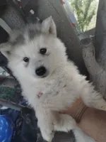 Woolly boy 2, a male Alaskan Malamute and Siberian Husky for sale in Aguanga, CA – 2 of 3