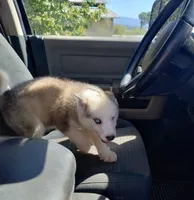 Girl 5, a female Alaskan Malamute and Alaskan Husky for sale in Aguanga, CA – 2 of 6
