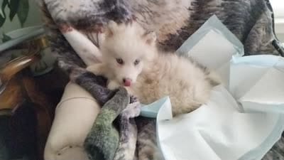Woolly girl 3, a female Alaskan Malamute and Siberian Husky for sale in Aguanga, CA – 4 of 4