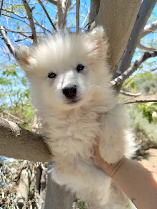 Woolly girl 3 – Alaskan Malamute, Siberian Husky puppy for sale in Aguanga, CA