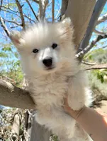 Woolly girl 3, a female Alaskan Malamute and Siberian Husky for sale in Aguanga, CA – 1 of 4