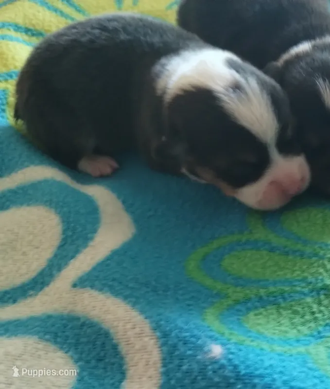 Boy 1  – Pembroke Welsh Corgi puppy for sale in Aguanga, CA