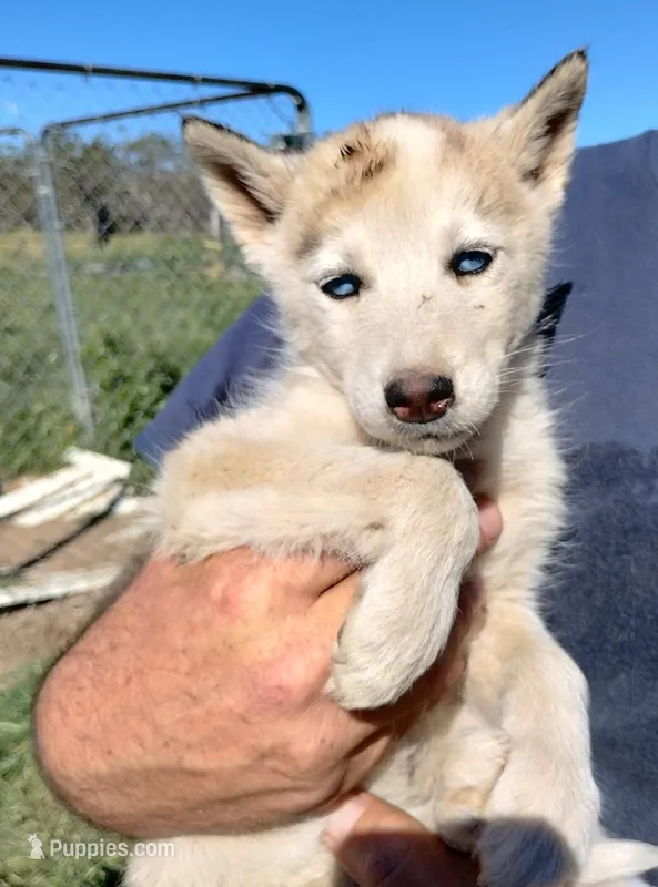 Grey girl – Alaskan Malamute, Siberian Husky puppy for sale in Aguanga, CA