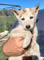 Grey girl, a female Alaskan Malamute and Siberian Husky for sale in Aguanga, CA – Photo 1 of 2