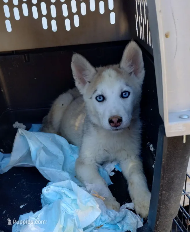 Grey girl – Alaskan Malamute, Siberian Husky puppy for sale in Aguanga, CA
