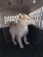 Grey girl, a female Alaskan Malamute and Siberian Husky for sale in Aguanga, CA – Photo 3 of 4