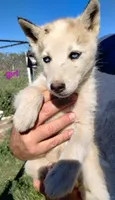 Grey girl, a female Alaskan Malamute and Siberian Husky for sale in Aguanga, CA – Photo 2 of 2