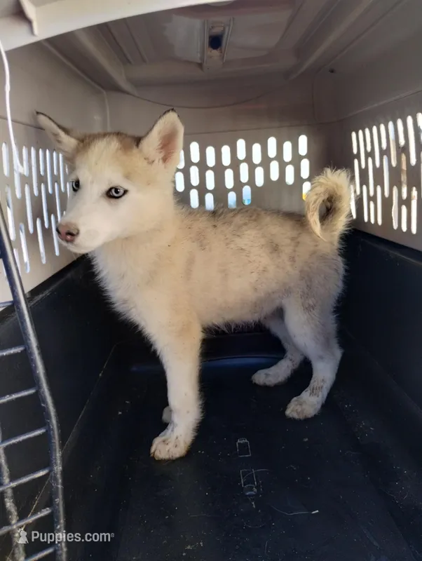 Grey girl – Alaskan Malamute, Siberian Husky puppy for sale in Aguanga, CA