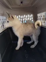 Grey girl, a female Alaskan Malamute and Siberian Husky for sale in Aguanga, CA – Photo 2 of 4