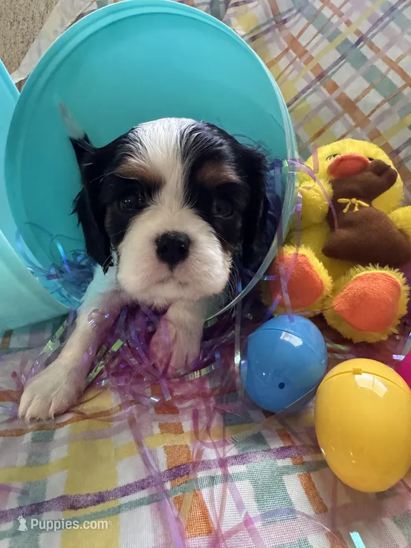 Gracie – Cavalier King Charles Spaniel puppy for sale in Sacramento, CA