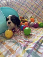 Gracie, a female Cavalier King Charles Spaniel for sale in Sacramento, CA – Photo 2 of 3