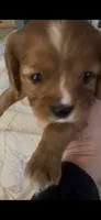 Murphy (Ready Now) , a male Cavalier King Charles Spaniel for sale in San Francisco, CA – 2 of 2