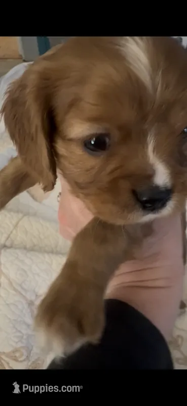 Murphy (Ready Now)  – Cavalier King Charles Spaniel puppy for sale in San Francisco, CA