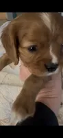 Murphy (Ready Now) , a male Cavalier King Charles Spaniel for sale in San Francisco, CA – 1 of 2