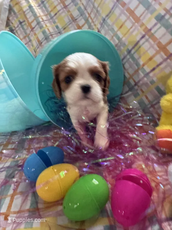 Ava – Cavalier King Charles Spaniel puppy for sale in Sacramento, CA