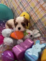 Ava, a female Cavalier King Charles Spaniel for sale in Sacramento, CA – Photo 2 of 2