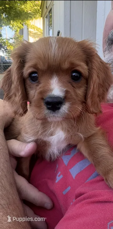 Murphy (Ready Now)  – Cavalier King Charles Spaniel puppy for sale in Sacramento, CA