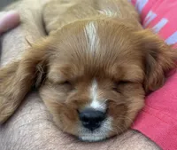 Murphy (Ready Now) , a male Cavalier King Charles Spaniel for sale in Sacramento, CA – 3 of 3