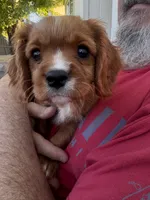 Murphy (Ready Now) , a male Cavalier King Charles Spaniel for sale in Sacramento, CA – 2 of 3