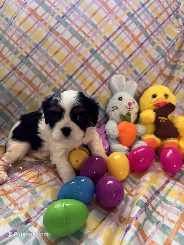 Julius – Cavalier King Charles Spaniel puppy for sale in Sacramento, CA