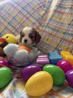 Destiny, a female Cavalier King Charles Spaniel for sale in Sacramento, CA – Photo 1 of 2