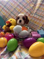 Destiny, a female Cavalier King Charles Spaniel for sale in Sacramento, CA – Photo 2 of 2