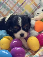 Spencer, a male Cavalier King Charles Spaniel for sale in Sacramento, CA – Photo 2 of 2